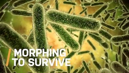 In Order to Survive Antibiotics, Bacteria Can Change Shape