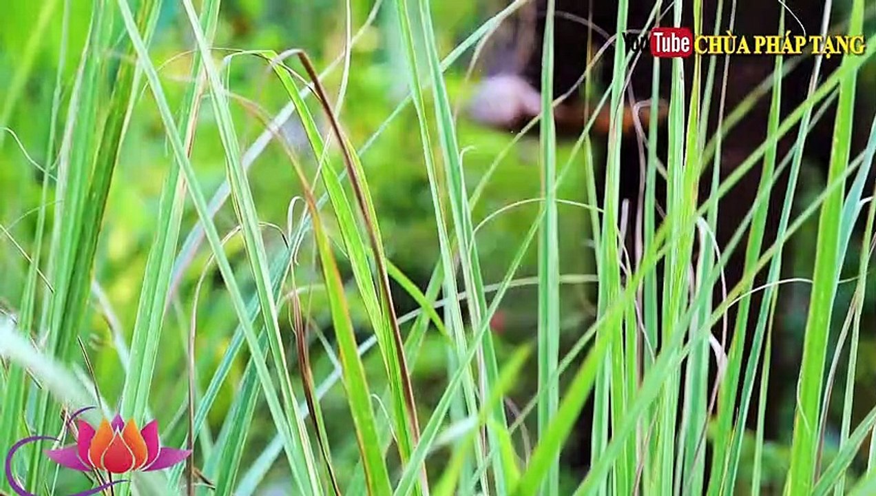 Nhiễm Độc Giáp - Phình Giáp - Ung Thư Tuyến Giáp - Ung Thư Tử Cung  Chùa Pháp Tạng