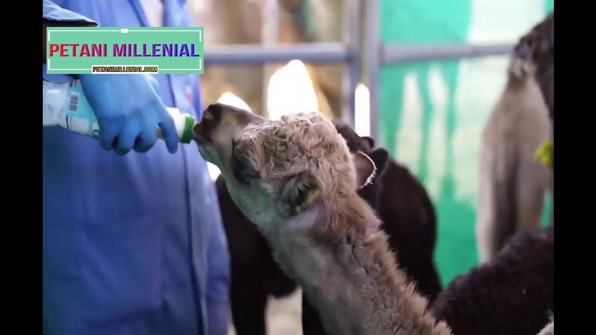 Automatic Camel Milking Technology - Modern Camel Farming -  Amazing Camel Milk Product