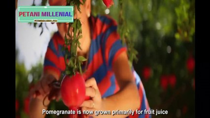Awesome Agriculture Technology_ Pomegranate Cultivation - Pomegranate Farm and Harvest