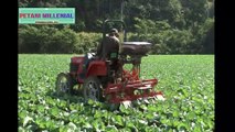 Awesome Cabbages Farming Agriculture Technology - Japan Cabbages Harvesting - Cabbages Cultivation