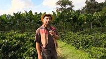 Andrés Toro hizo un recorrido por los cafetales y contó detalles de la producción