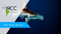 Científicos documentan por 14 días la gestación de un tiburón martillo hembra