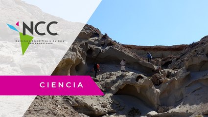 En Chile hallan fósil de un tiburón de más de siete millones de años