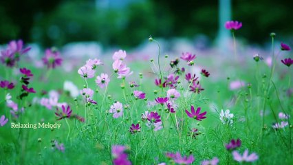 Flowers and Butterfly Relaxing Music, Chillout Music, Meditation