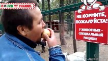 Selection of jokes with animals and people for a good mood! Funniest Animals Trolling Human Videos