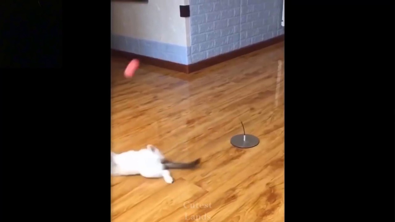 Funny Animal video