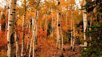 " Meditation can make an hour feel slightly longer … than a sneeze.~ Mokokoma Mokhonoana