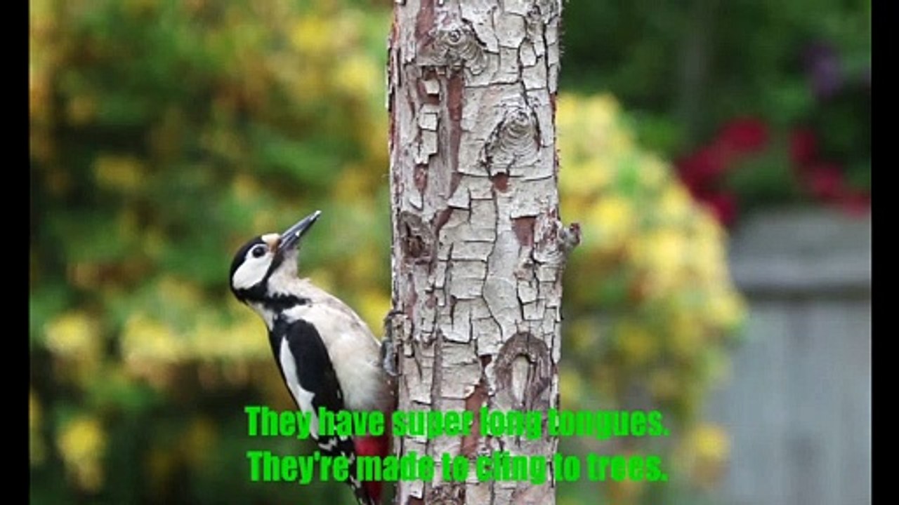 Woodpeckers fun Facts
