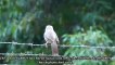 Jungle Babbler Bird - Indian Jungle Babbler Bird - Babbler Birds - Saath Bhai Birds - Seven Brothers Birds