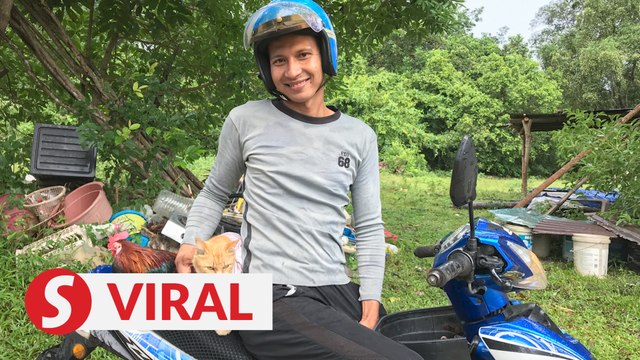 Jungle fowl and cat enjoy daily rides on motorcycle