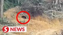 Video of injured sun bear recorded at rubber plantation, says Perhilitan