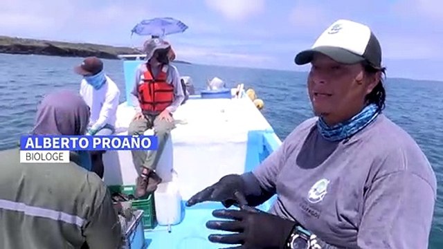 Wie Forscher seltene Tiere auf den Galápagos-Inseln schützen