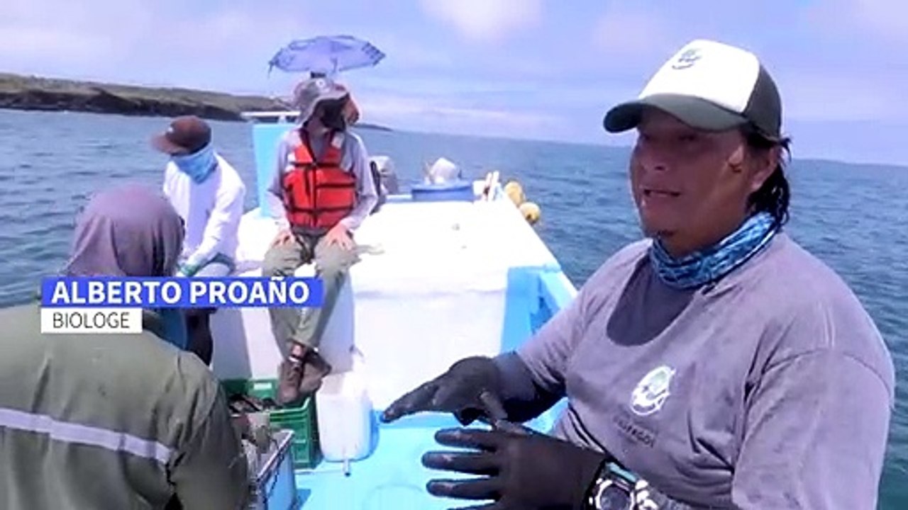 Wie forscher seltene tiere auf den galápagos-inseln schützen