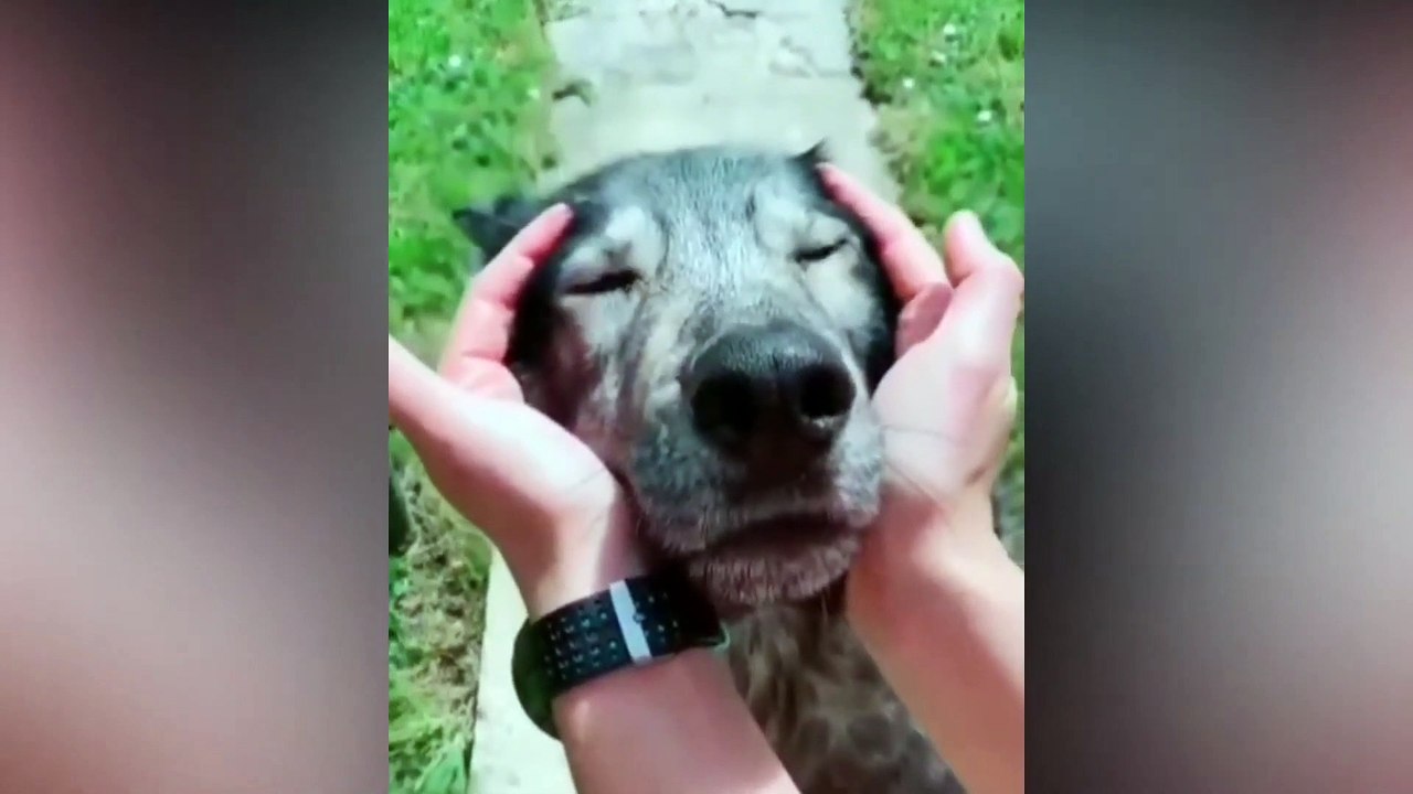 Funny animal video #4