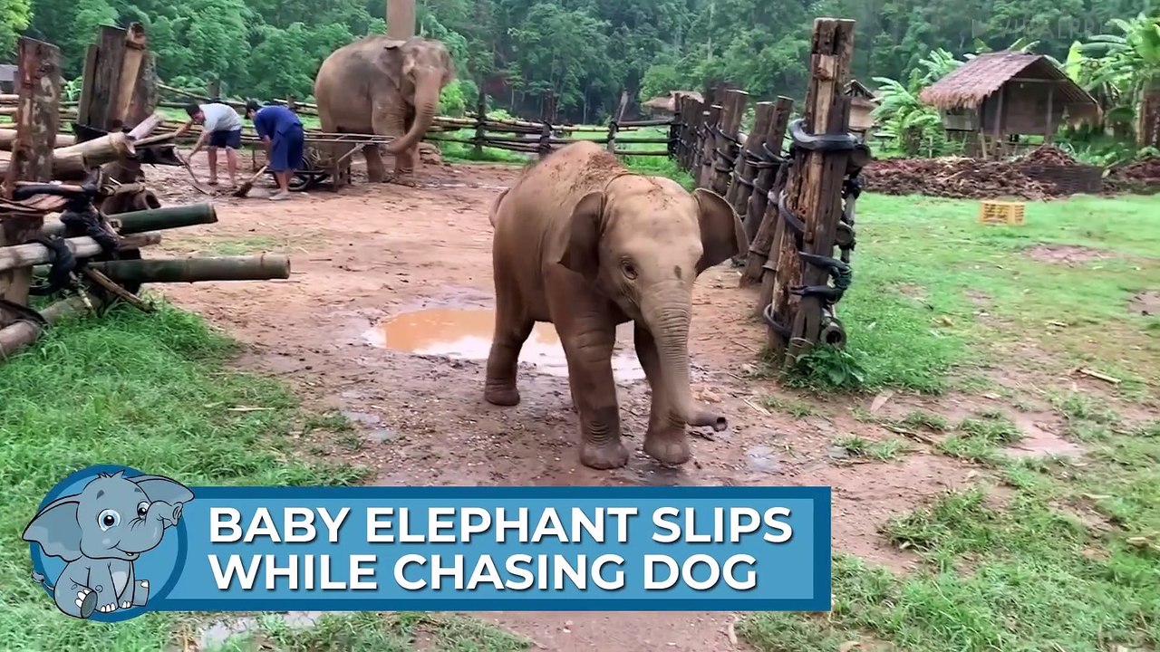 Baby Elephants Do The Cutest Things