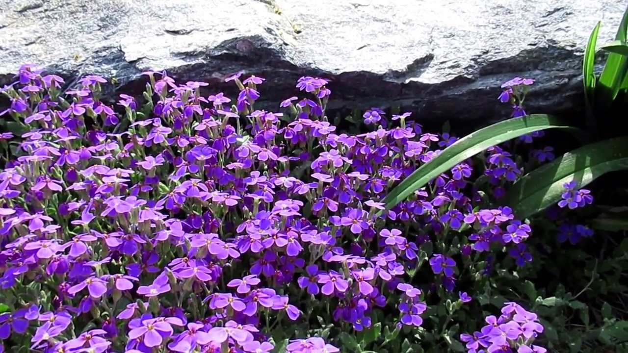 紫の花　by玉置耕助