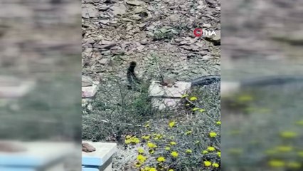 Bitlis’te dev yılanların dansı böyle görüntülendi