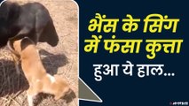 भैंस के सींघ में फंस गया कुत्ता, बड़ी मुश्किल से लोगों ने निकाला, वीडियो हुआ वायरल | Viral Video