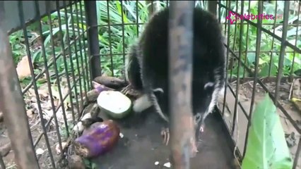 Heboh, Penemuan Hewan Aneh dan Langka di Solok