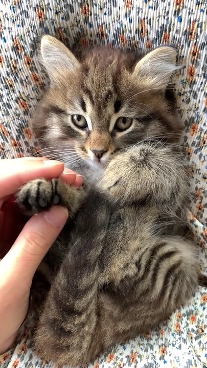 How Cute is this cat