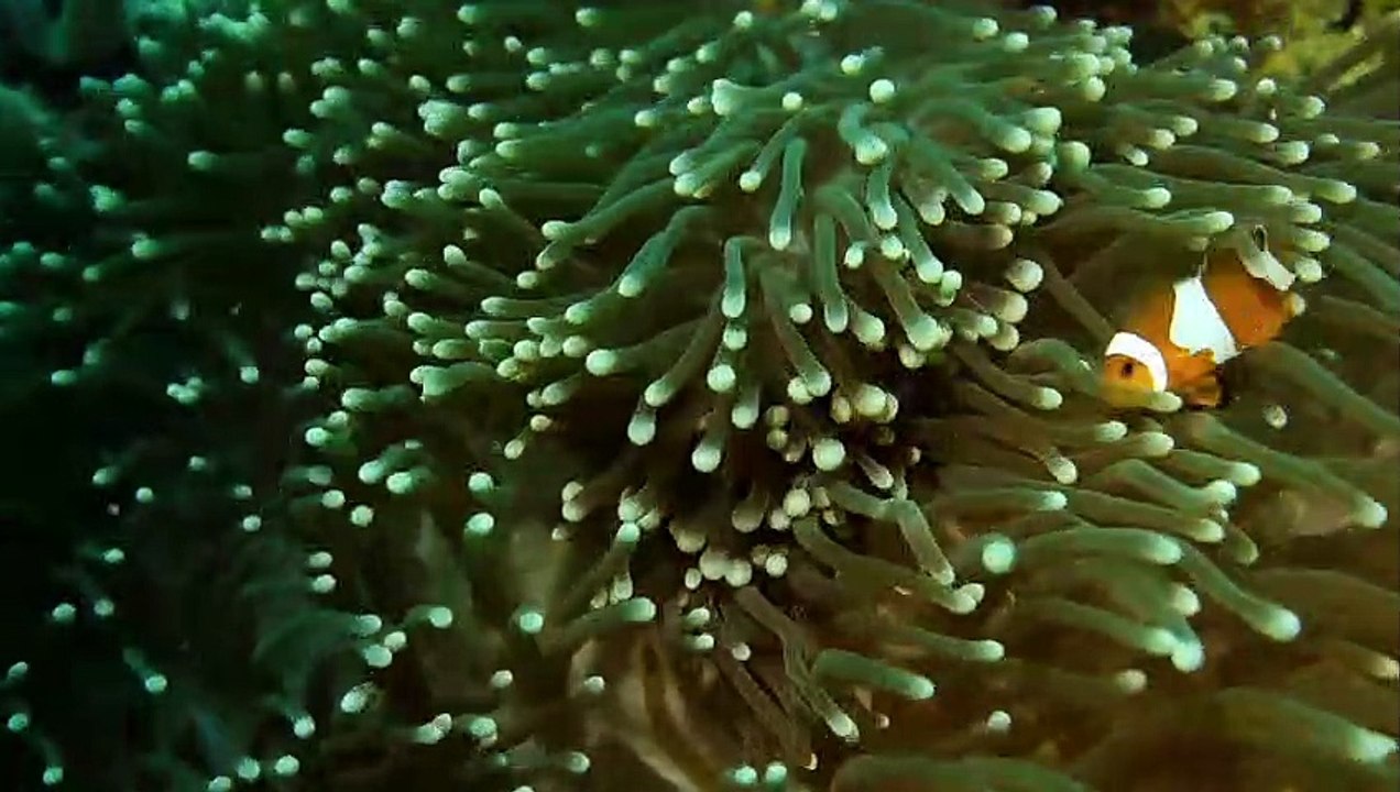 Nimo fish : Really beautiful
