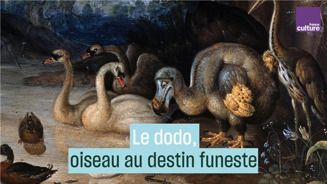 Le dodo, oiseau au destin funeste - Vidéo Dailymotion