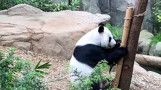 How Cute is this Panda