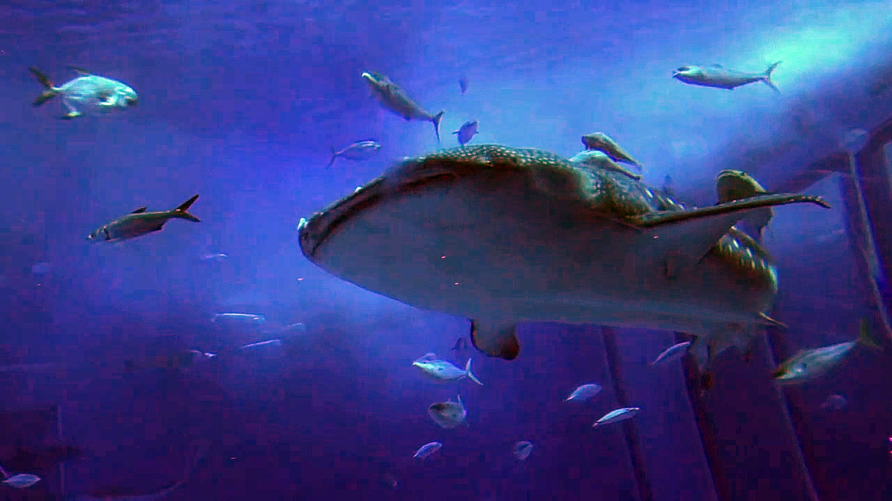 Aquatic beauty