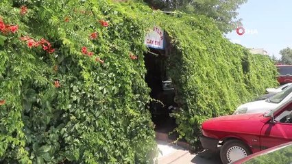 6 yıl önce diktiği sarmaşık, iş yerini kapladı