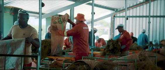 Rooibos Ltd - The preferred supplier of Rooibos since 1954