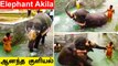 Elephant Akila குளியல் தொட்டிக்குள் குத்தாட்டம் போடும் Thiruvanaikoil Elephant | Oneindia Tamil