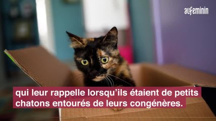 chats