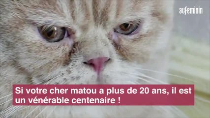 Comment calculer vraiment l’âge de votre chat
