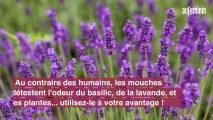 Anti-mouche naturel : les meilleures astuces