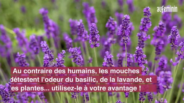 Anti-mouche naturel : les meilleures astuces