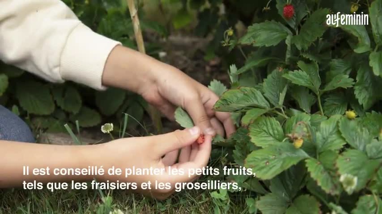 Jardinage : quelles fleurs planter ce printemps