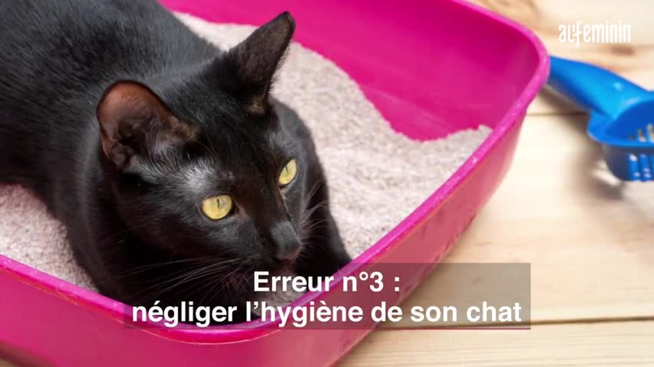 5 erreurs à éviter pour garder son chat en bonne santé
