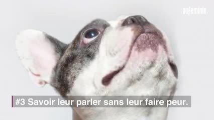 6 erreurs que les propriétaires de petits chiens