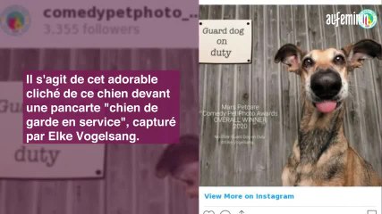 La photo animale la plus drôle de 2020