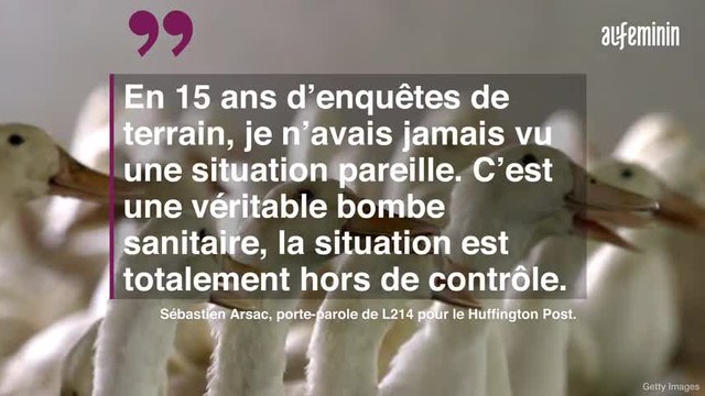 L214 dévoile le pire élevage jamais filmé