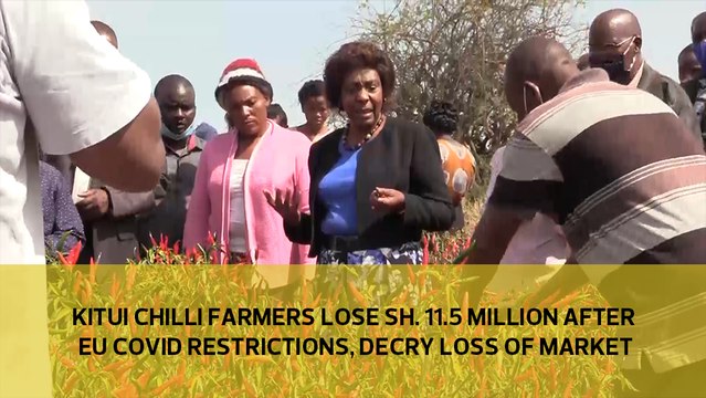 Kitui Chilli farmers lose 11.5 Million Shillings after EU Covid restrictions, decry loss of market