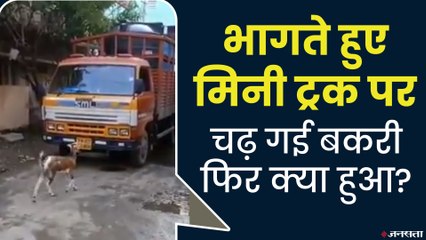 भागते हुए मिनी ट्रक पर चढ़ गई बकरी, फिर क्या हुआ?, वीडियो हुआ वायरल