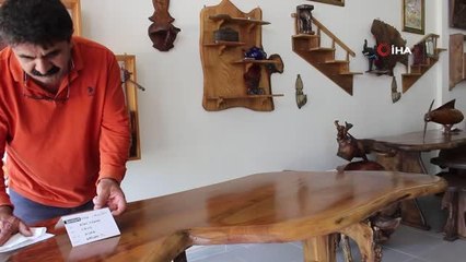 Ceviz ağacından çıktı, fiyatı yarım milyondan fazla