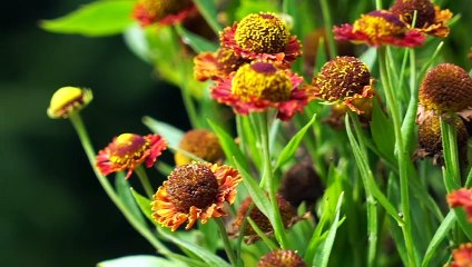 Plants For Fall Gardening