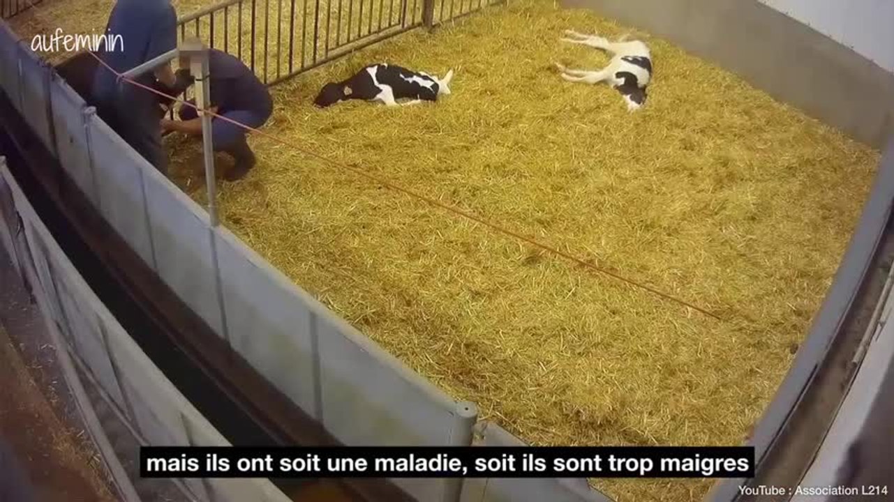 Veaux frappés et euthanasiés : les images chocs de L214