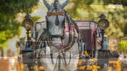 Italie : Un cheval meurt d'épuisement