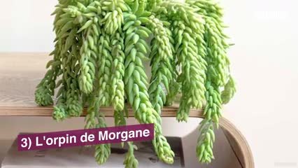 5 plantes que vous n'aurez presque pas besoin d'arroser