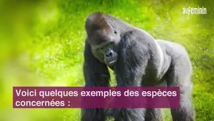 Download Video: Quels sont les animaux en voie d’extinction