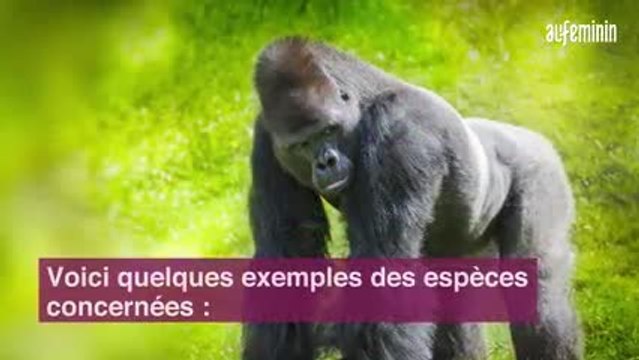 Quels sont les animaux en voie d’extinction